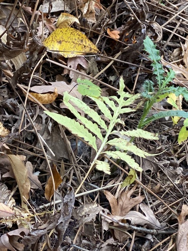 Onoclea sensibilis observed 2026-10-26