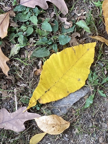 Carya cordiformis observed 2026-10-26