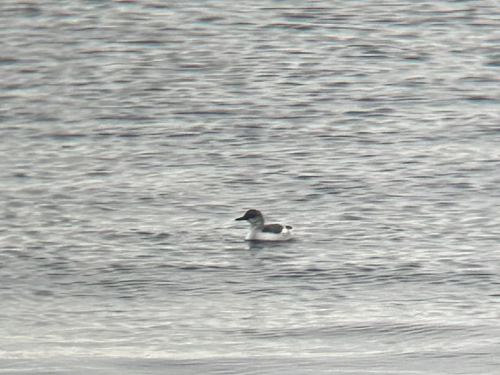 Cepphus columba, 2026-10-26
