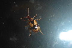 Lebia