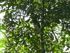 Morphnarchus princeps