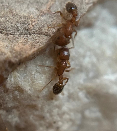 Tetramorium bicarinatum observed 2026-10-26
