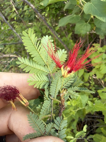 Calliandra observed 2026-10-26