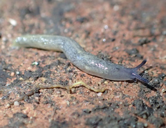 Tandonia budapestensis