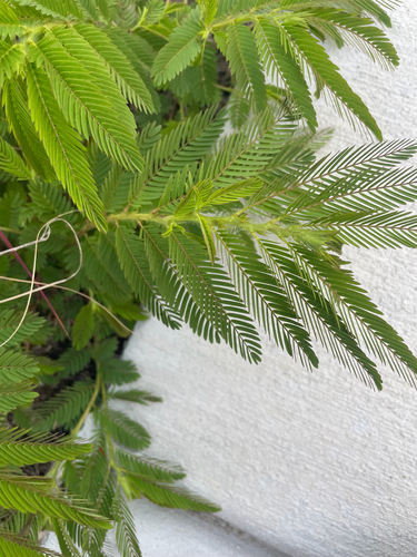 Chamaecrista nictitans observed 2026-10-26