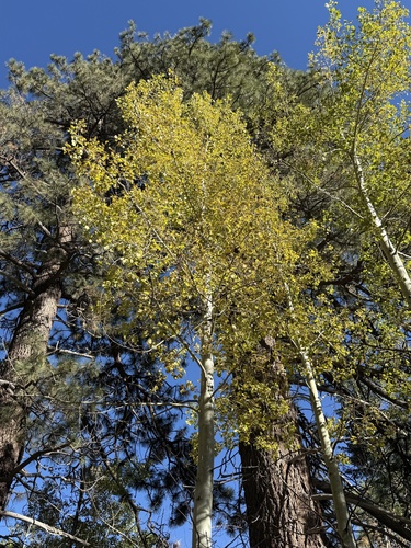 Populus tremuloides observed 2026-10-26