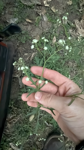 Parthenium hysterophorus observed 2026-10-26
