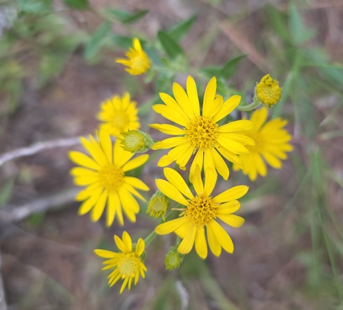 Heterotheca, 2026-10-26