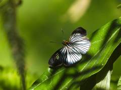 Pythonides lancea