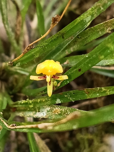 Gramineae observed 2026-10-26