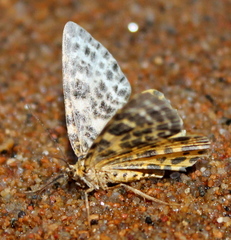 Arichanna melanaria
