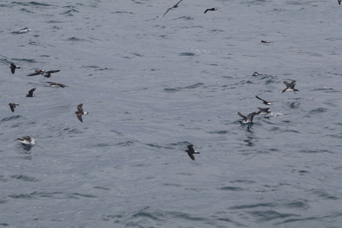 Oceanodroma observed 2026-10-21
