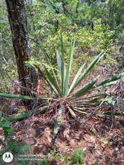 Furcraea guatemalensis