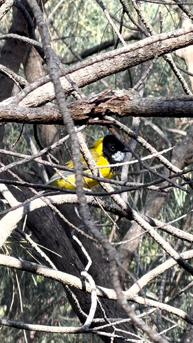 Pachycephala pectoralis observed 2026-10-27