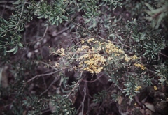 Dillwynia ramosissima