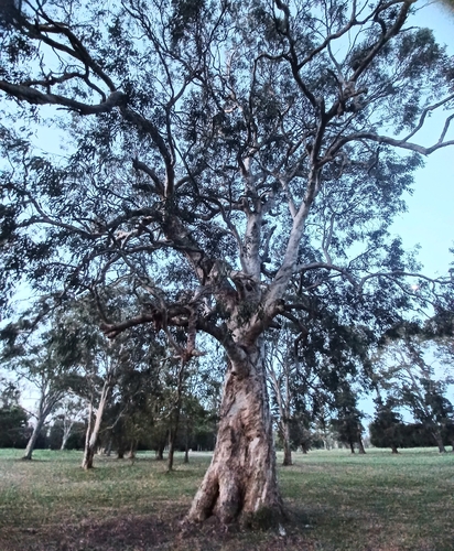Eucalyptus tereticornis observed 2026-10-24