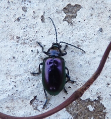 Macrohaltica transversa