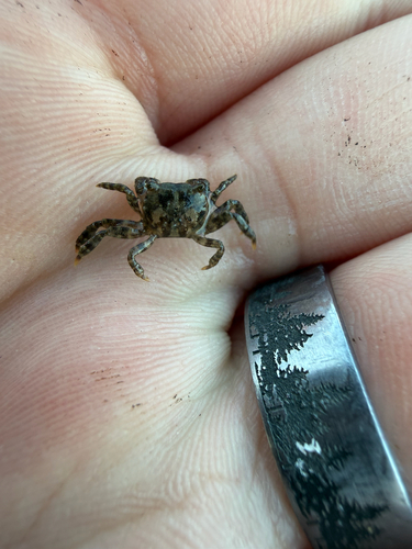 Hemigrapsus observed 2026-10-26