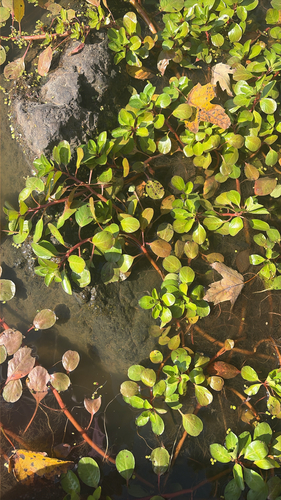 Ludwigia peploides observed 2026-10-26
