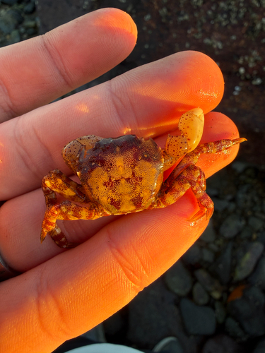 Hemigrapsus observed 2026-10-26
