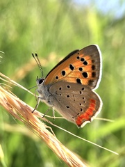 Lycaena phlaeas daimio