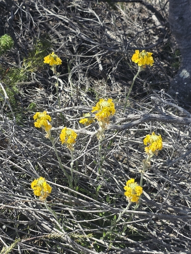 Goodenia glomerata observed 2026-10-27