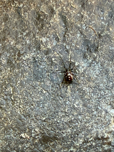 Steatoda grossa, 2026-10-26