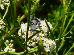 Euphilotes bernardino