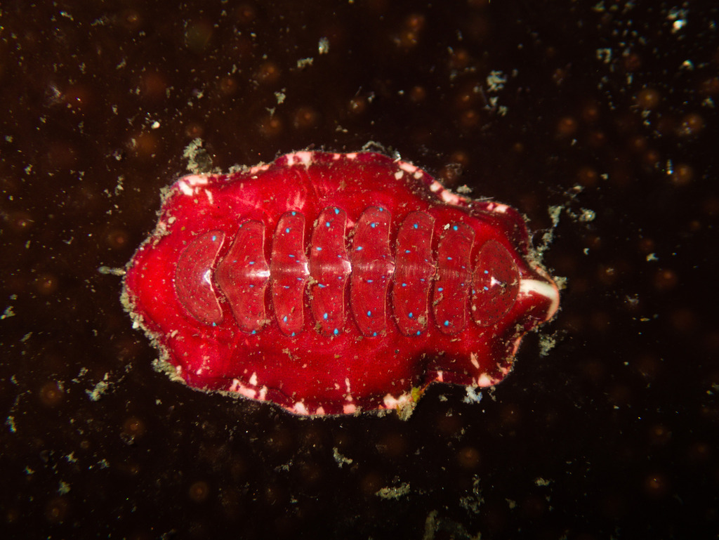 Tonicia disjuncta