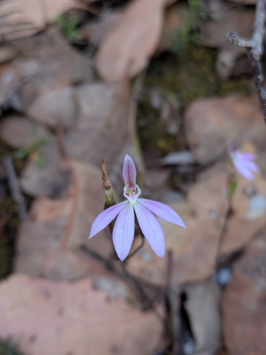 Caladenia carnea observed 2026-10-27
