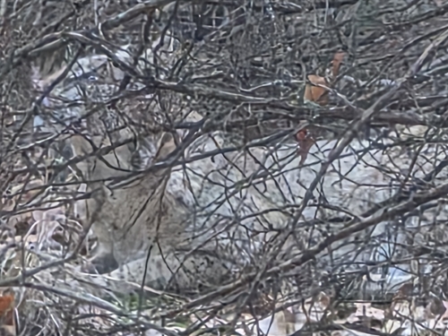 Lynx rufus, 2026-10-26
