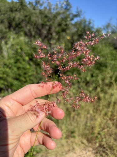 Melinis repens observed 2026-10-26