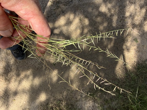 Bouteloua aristidoides, 2026-10-26