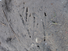 Aphelocoma californica