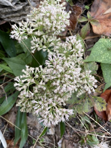 Mikania scandens observed 2026-10-26