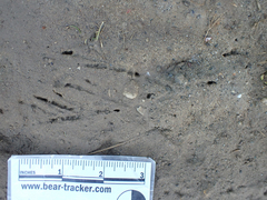 Aphelocoma californica