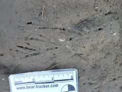 Aphelocoma californica