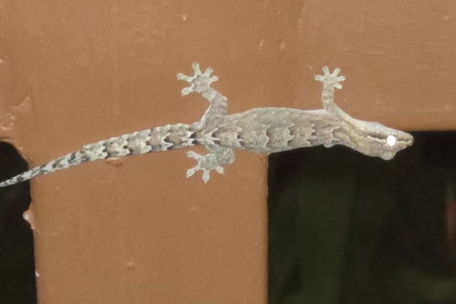 Lepidodactylus lugubris observed 2026-10-26