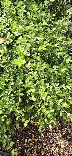 Coprosma observed 2026-10-27