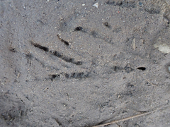Aphelocoma californica