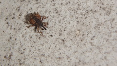 Conotrachelus anaglypticus