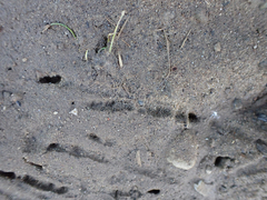 Aphelocoma californica