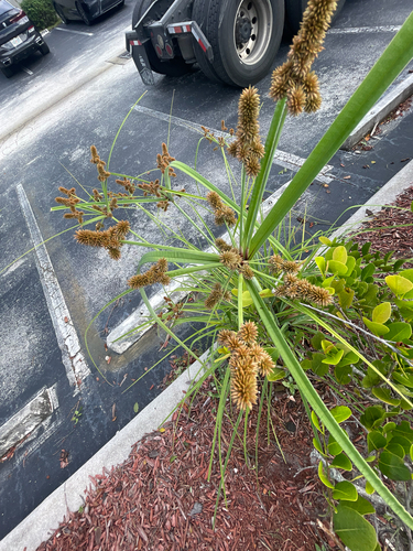 Cyperus ligularis observed 2026-10-26