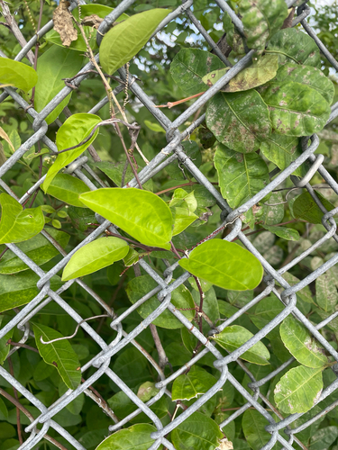 Passiflora suberosa observed 2026-10-26