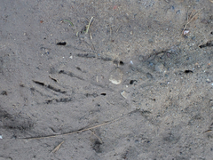 Aphelocoma californica