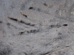 Aphelocoma californica