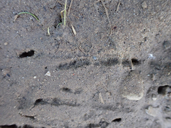 Aphelocoma californica
