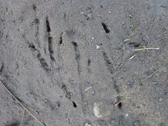 Aphelocoma californica