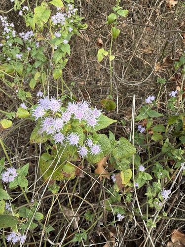 Fleischmannia incarnata observed 2026-10-26