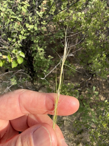 Aristida observed 2026-10-26